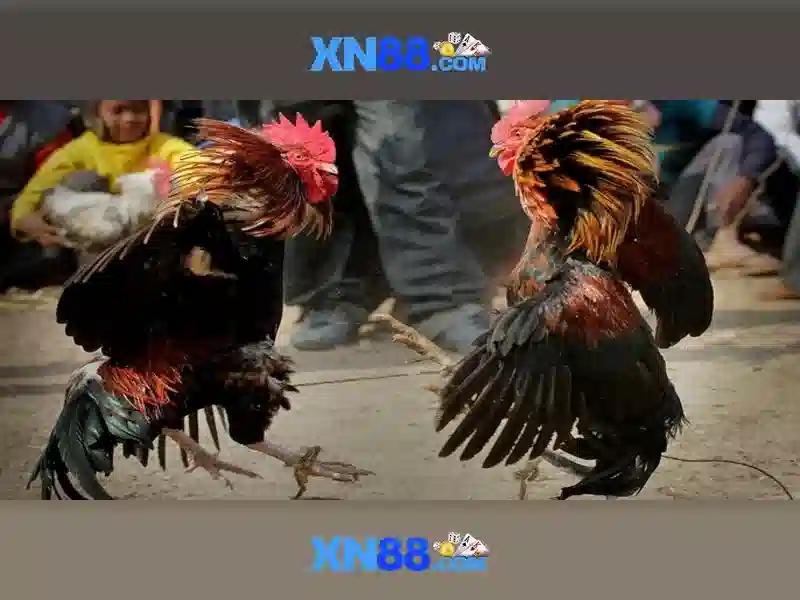 xn88: Khám phá một nền tảng số đa dạng