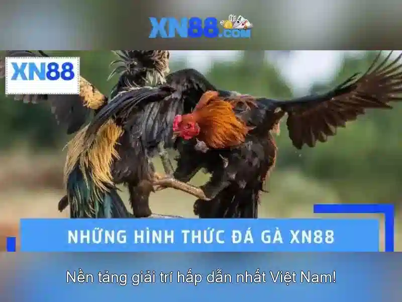 Giới thiệu về xn88