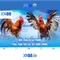 xn88: một cái nhìn tổng quan về nền tảng chơi game trực tuyến