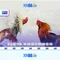 xn88: Đánh giá nền tảng cược trực tuyến và hướng dẫn an toàn