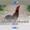 XN88: Đánh giá và tổng quan