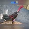 xn88: Nền tảng giải trí trực tuyến và cộng đồng game