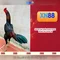 xn88: Nền tảng giải trí trực tuyến an toàn và đáng tin cậy